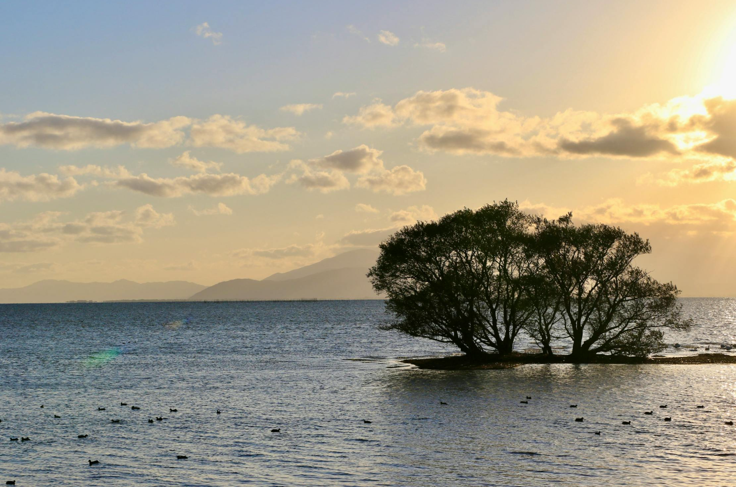 넓은 호수에 나무가 떠있고. 호수위에 새가 떠 있는 모습