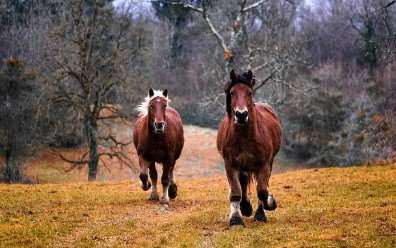 2026년 병오년 개띠 신년운세 총정리|무료로 보는 정확한 운세
