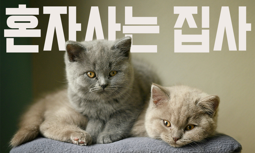 혼자사는사람-고양이