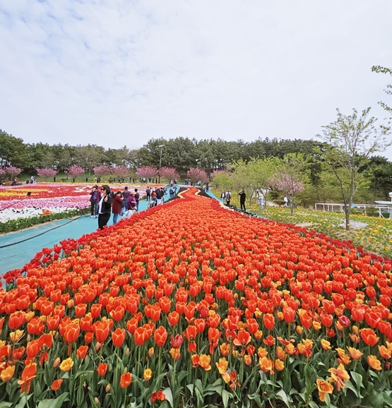 태안 튤립축제