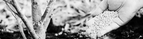 화분 비료 필수 지식 ④ 유의 사항