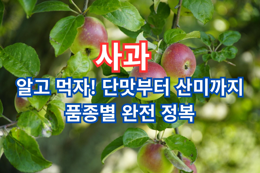 사과, 알고 먹자! 단맛부터 산미까지 품종별 완전 정복