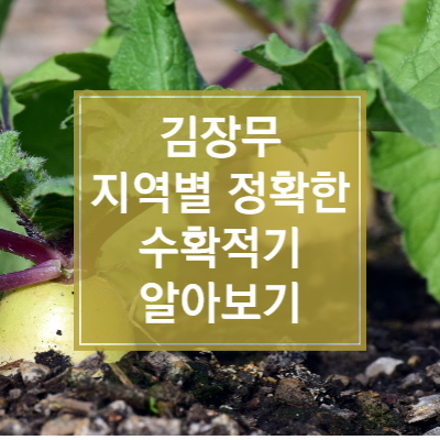 김장 무 수확 시기, 지역별 정확한 수확 적기 알아보기 썸네일