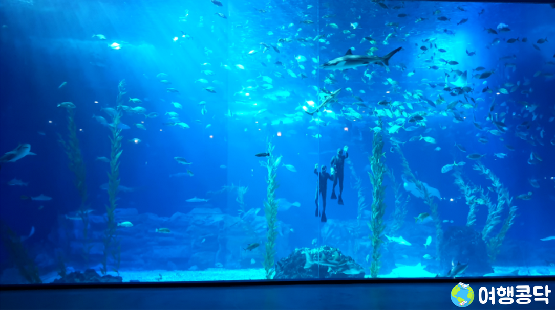 4️⃣ 아쿠아플라넷 제주 &ndash; 국내 최대 규모 수족관