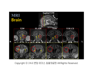 강아지 MRI
