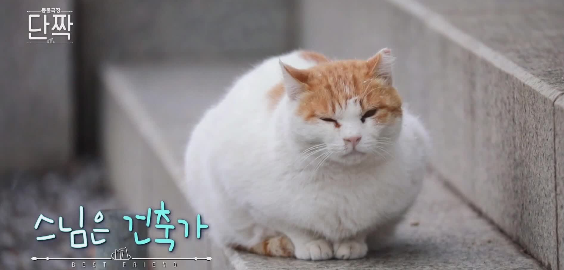 동물극장 단짝 