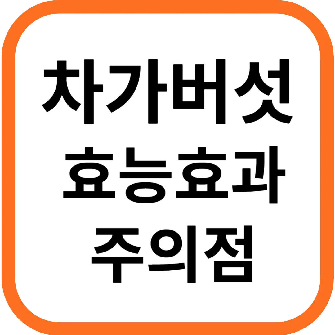 차가버섯 효능효과 영양성분 주의점