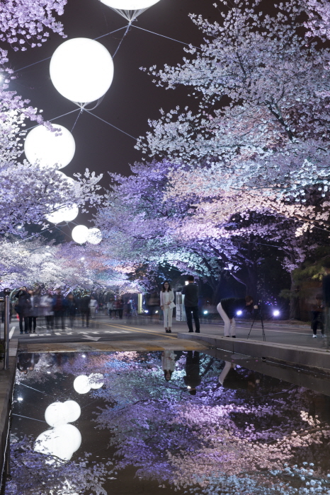 서울-과천-벚꽃야경