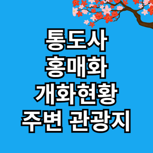 통도사 홍매화 개화현황