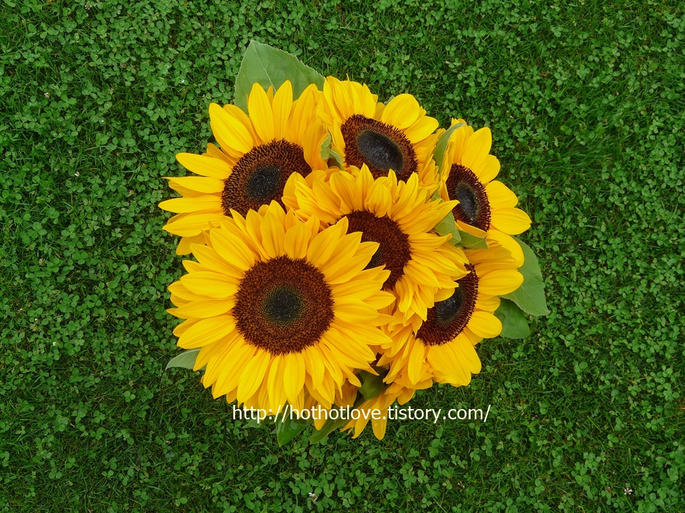 오스트레일리아 인구