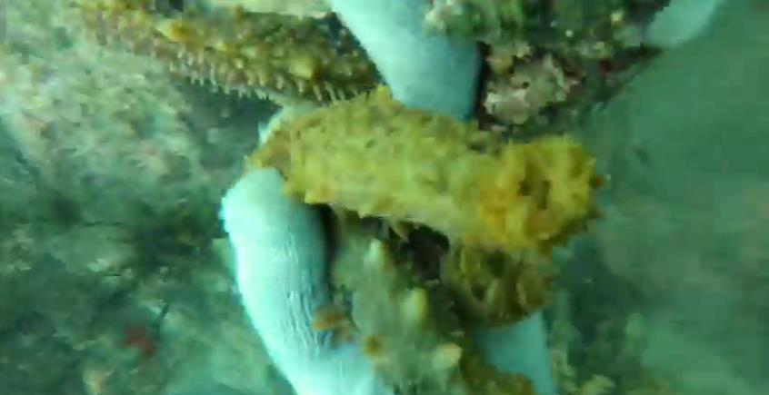 남해-해녀-해삼