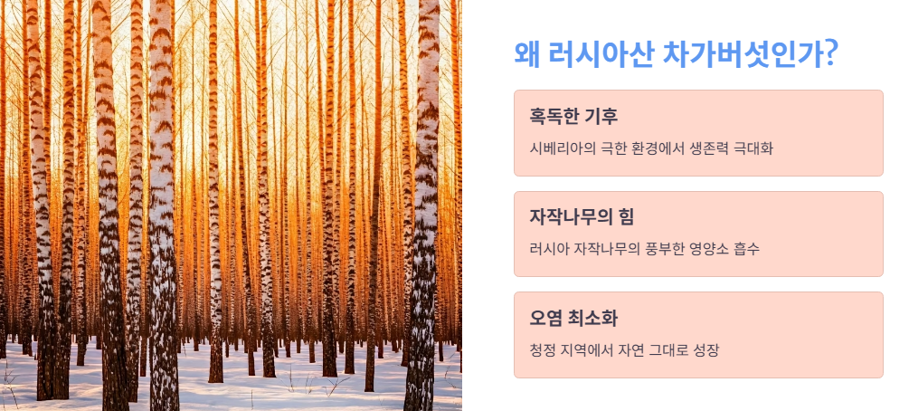 차가버섯, 왜 러시아산인가?