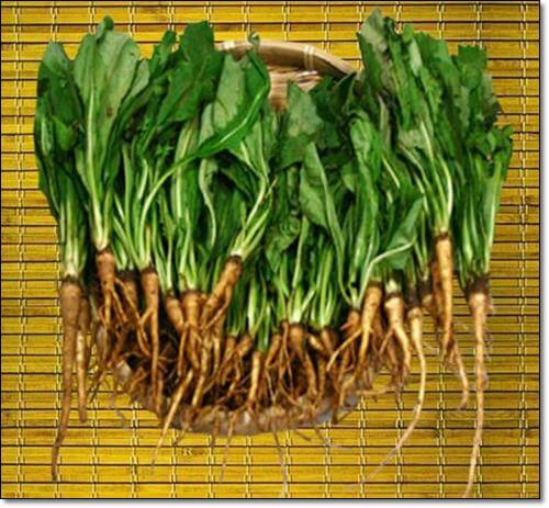 고들빼기 쓴맛 빼기