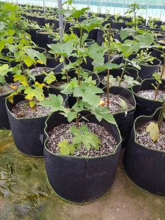 산딸기 재배 번식 방법 포트 묘 심기 잡초 관리_12