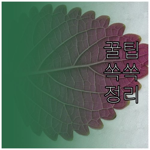 화분 물받침 곰팡이? 뿌리 썩음 예방..