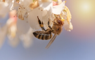 봄철 꽃가루 발생 현상