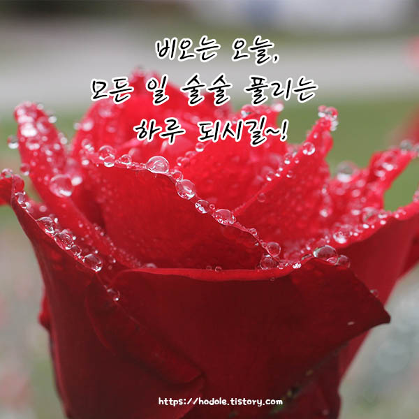 왠장미꽃이한송이비를맞고