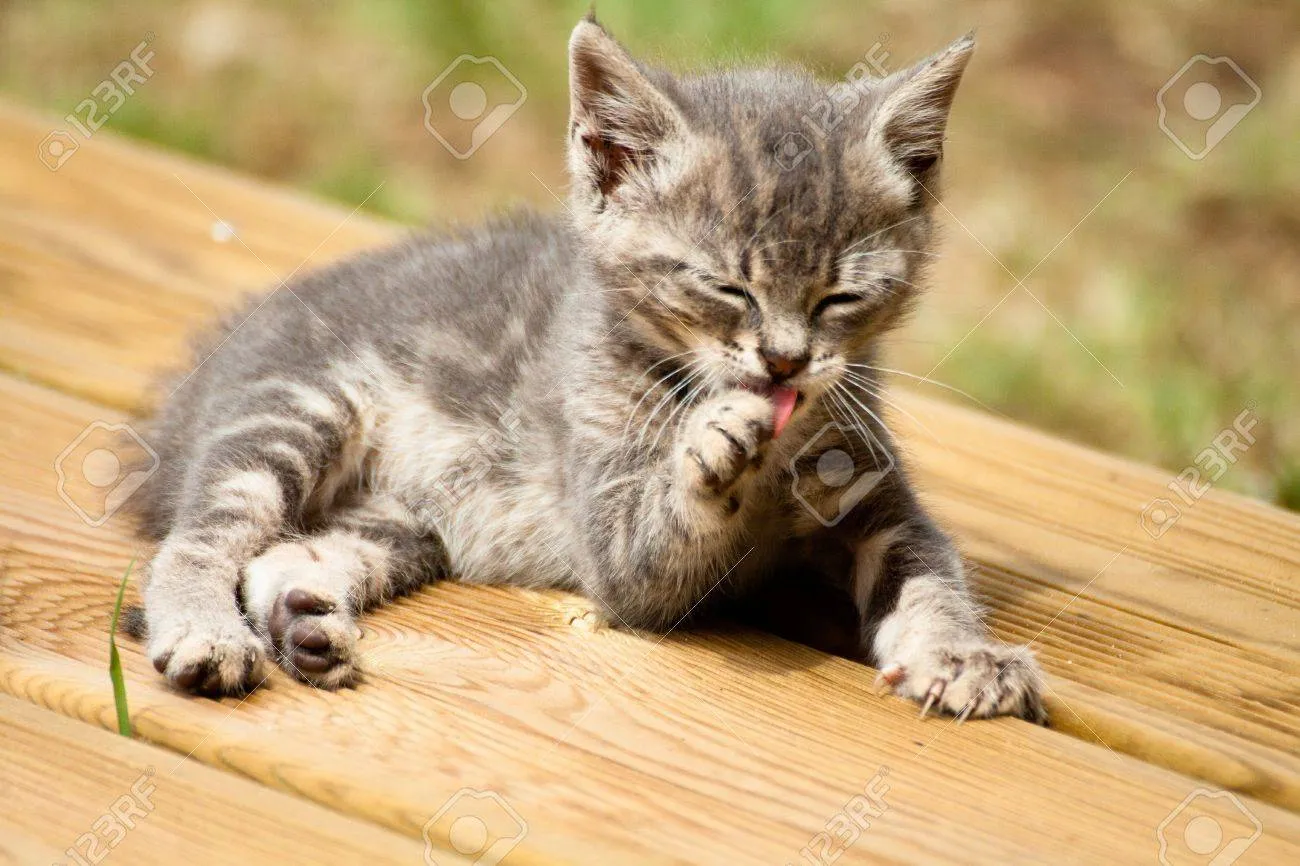 고양이가 발 핥는 이유_5