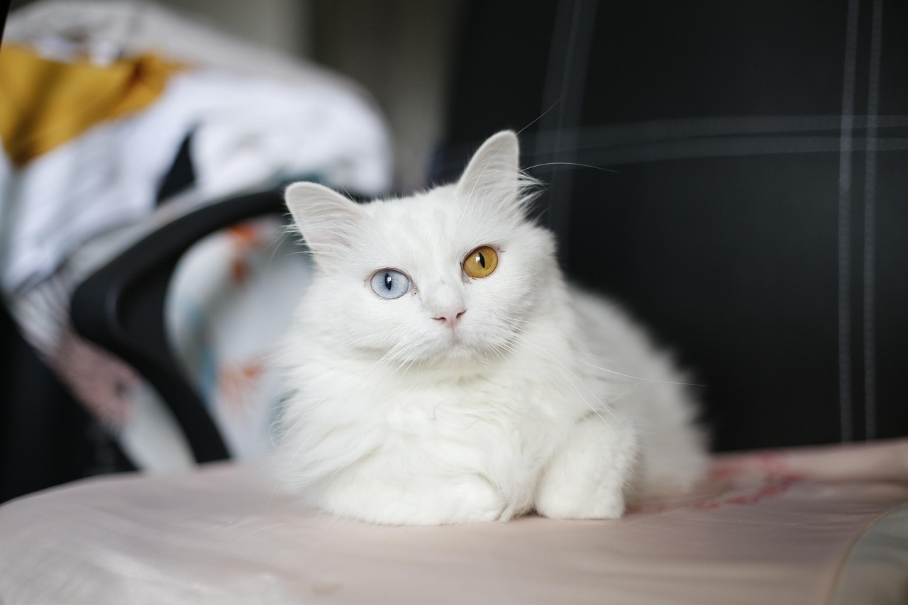 고양이 모래 냄새 차단