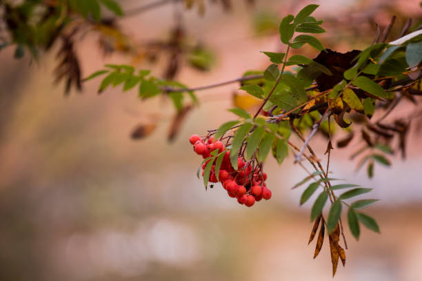 마가목 열매 효능