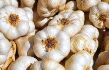 마늘 이미지 두번째