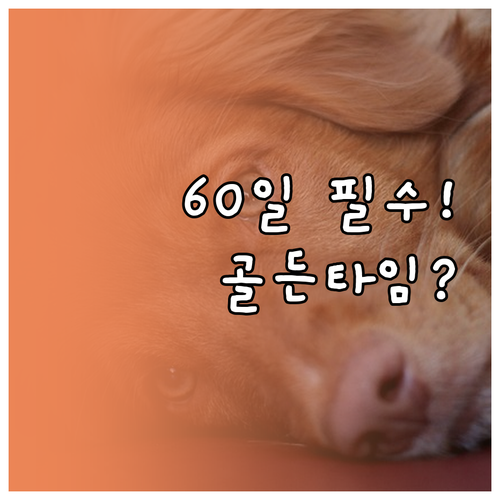 강아지 펫보험 생후 60일 골든타임 ..