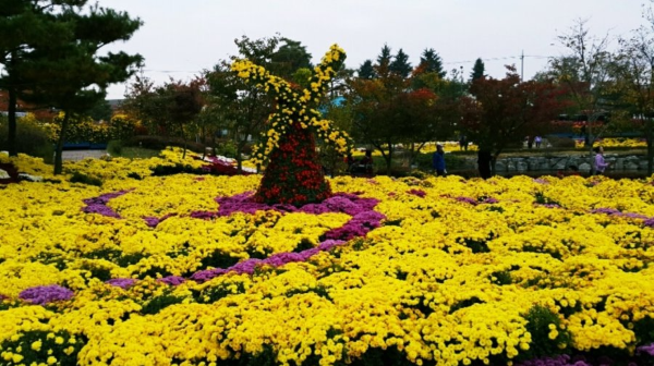 익산 천만송이 국화축제