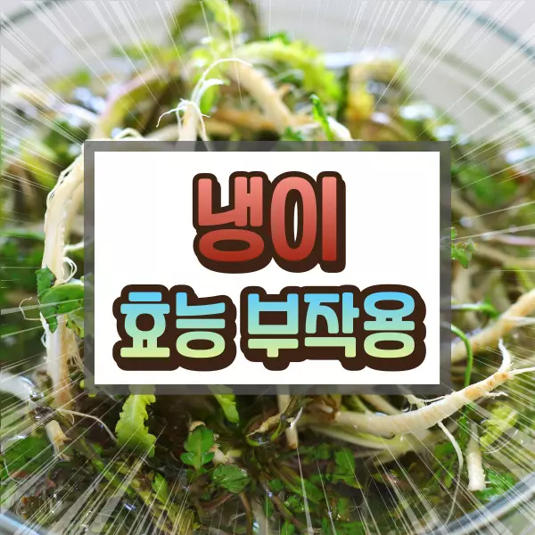 냉이 효능 부작용
