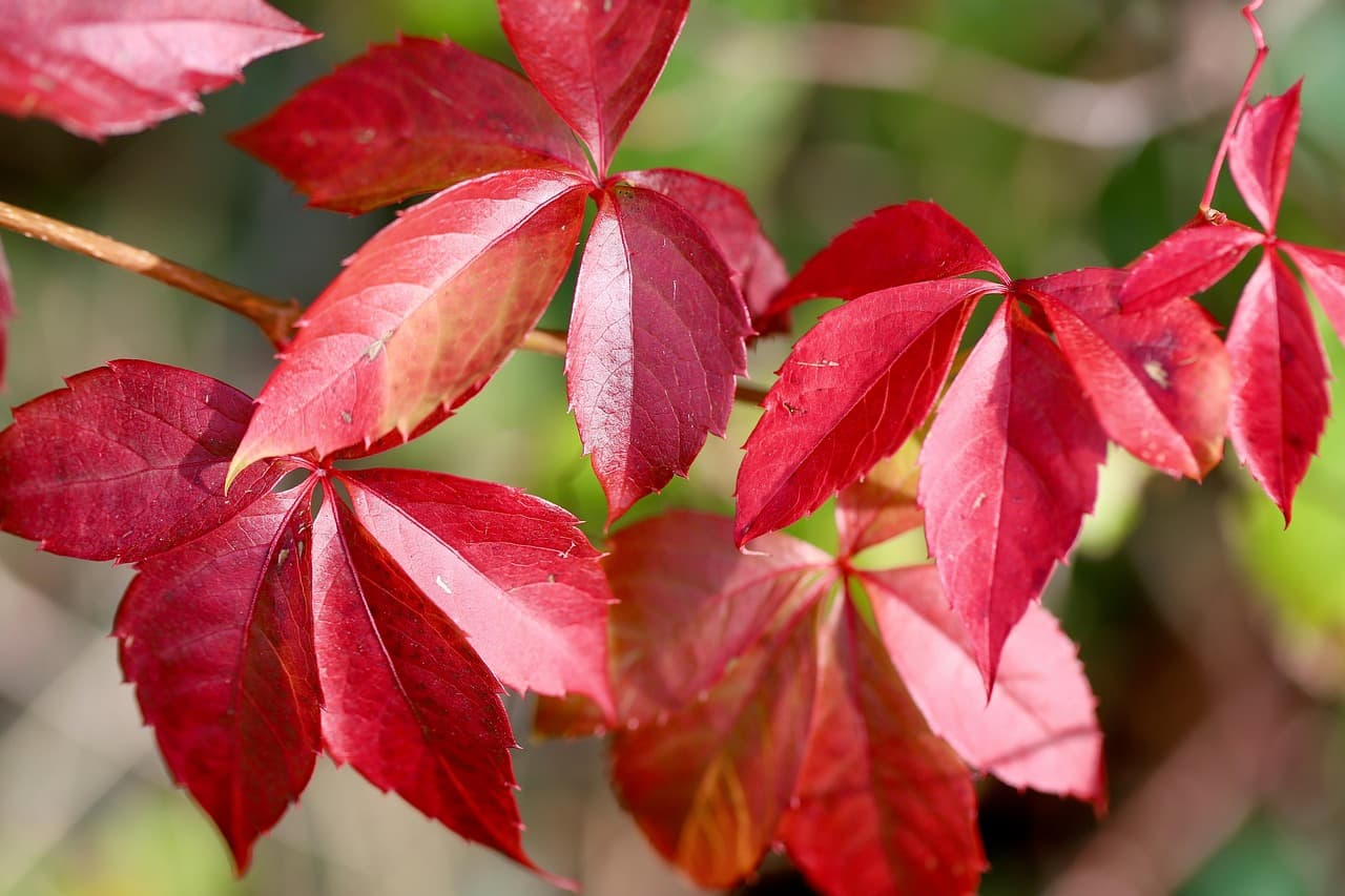 🍁 혼잡 피해서 떠나는 가을 단풍 등산 코스 추천 (한적한 명소 6선)