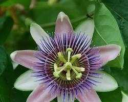 시계초 이미지 사진