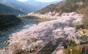 경상남도 하동 화개장터 축제 벚꽃 명소 베스트 5 벚꽃시기 만개시기 드라이브 코스