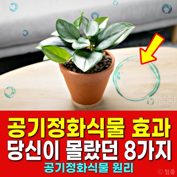 공기정화식물 키우기 효과 종류 추천