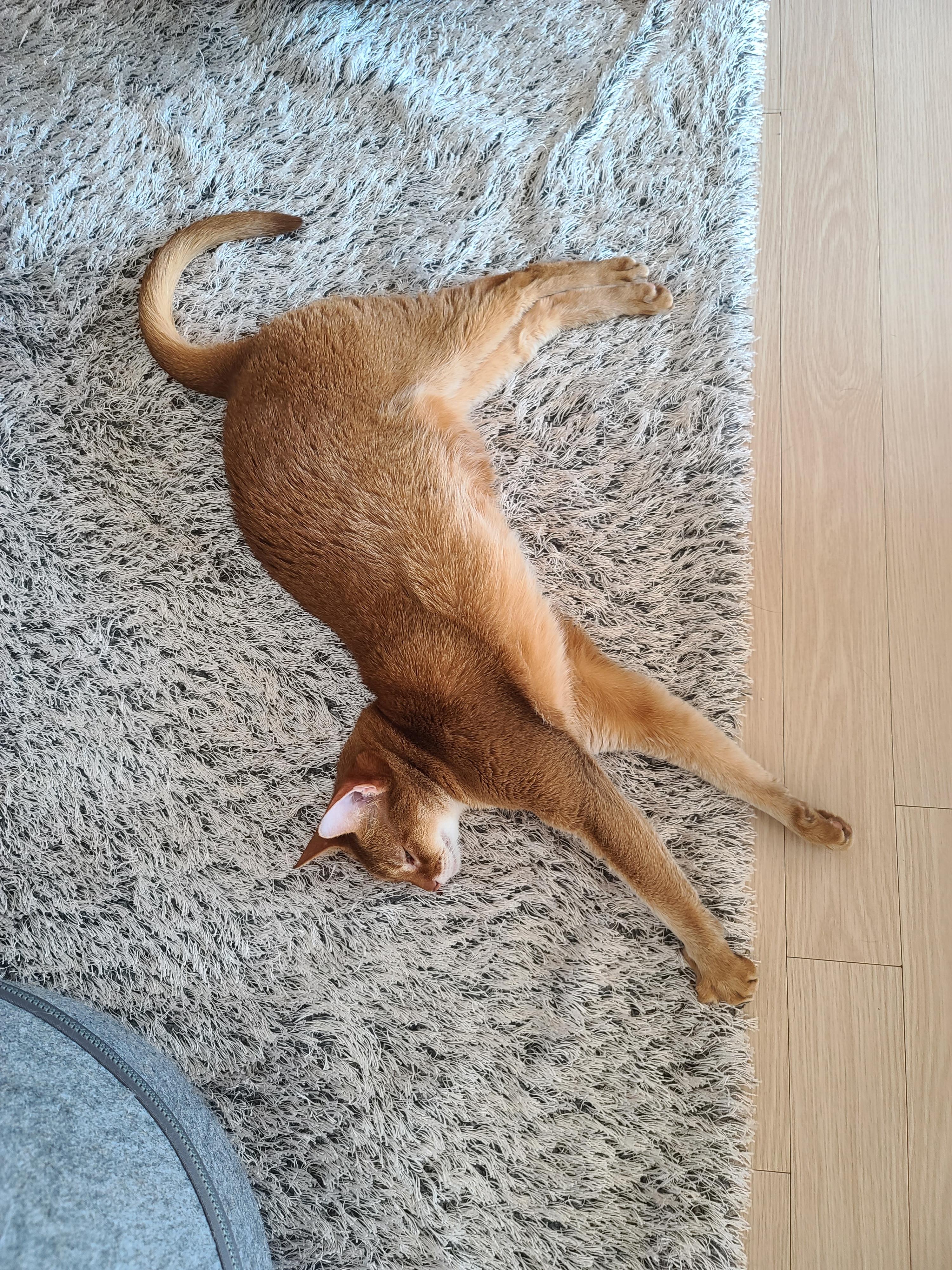 햇살 좋은 아침 고양이들과 모닝인사