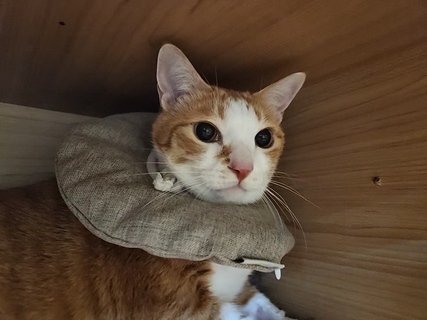 입원한_호야_고양이_담관염_췌장염_28