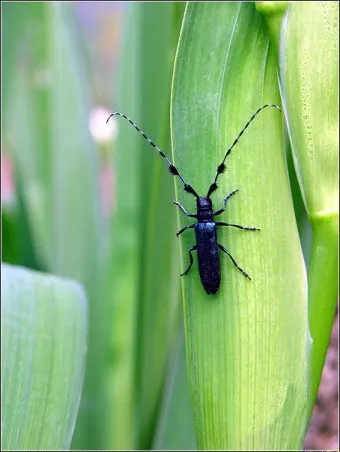 곤충 종류와 특징 생김새 습성 먹이 요약 정리_5