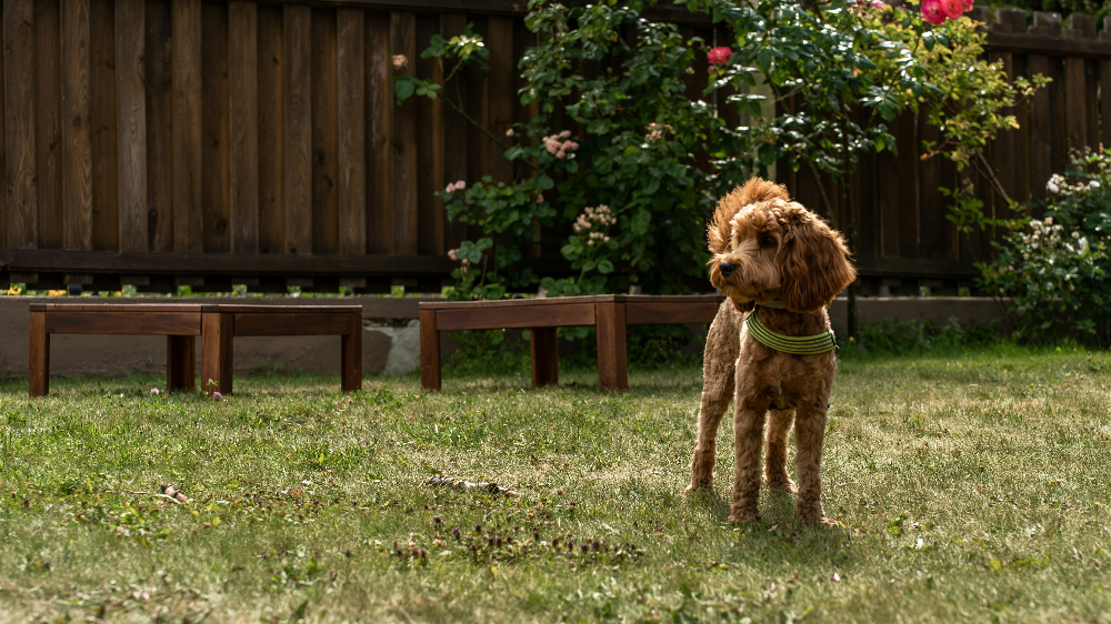 강아지 암컷 중성화 수술에 대한 이해와 관리