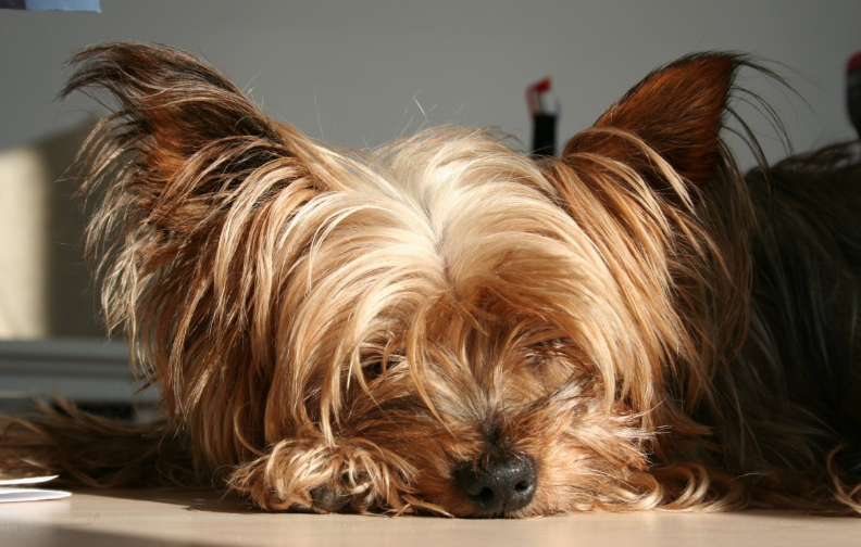 소형견 요크셔테리어 특징