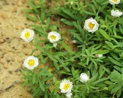  종이꽃(로잔테) 이미지 사진