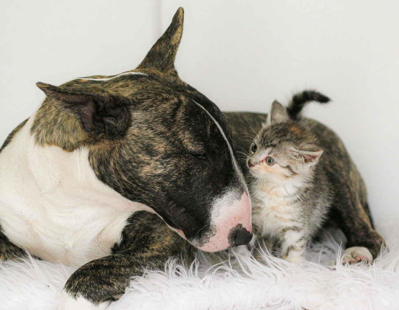 불 테리어(Bull Terrier)2