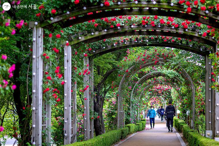 2023 서울 장미축제 가수 주차장 일정 총정리