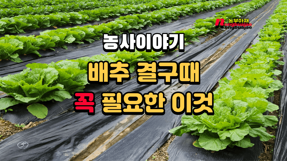 농사이야기 배추 결구때 꼭 필요한 이것