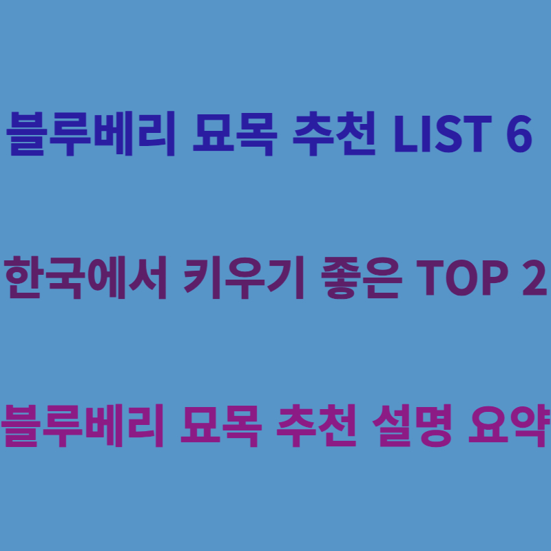 블루베리 묘목 추천 BEST 6 종류 설명 요약 키우기