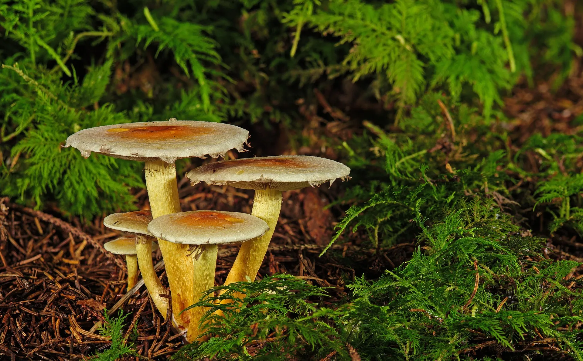 산림복지서비스이용권 당첨 확인 방법 알아보기