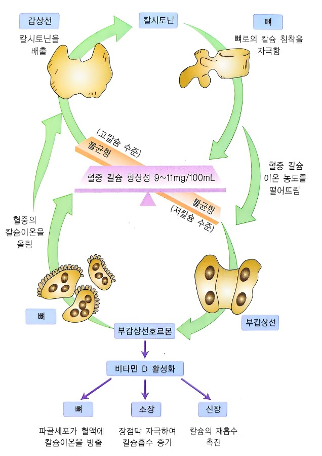 혈액 칼슘 농도 조절