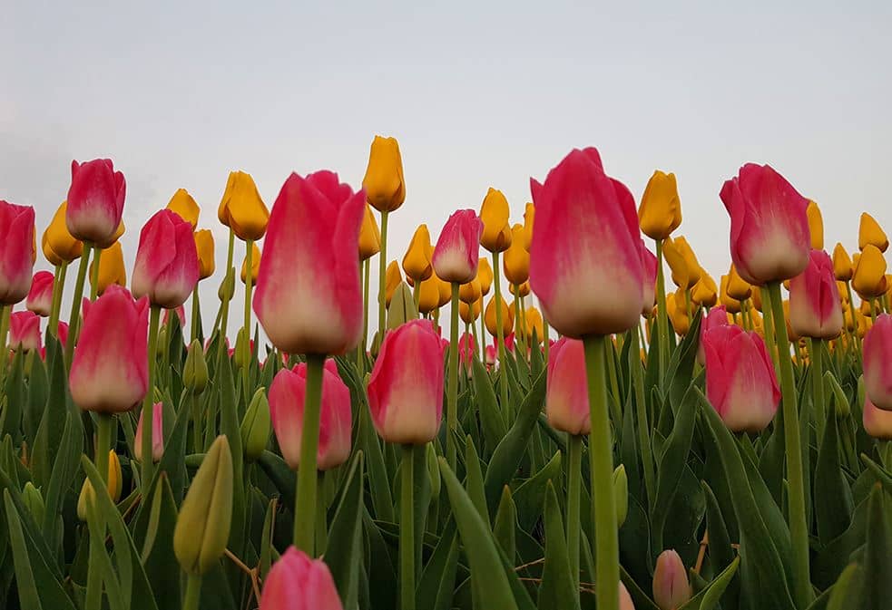 태안튤립축제