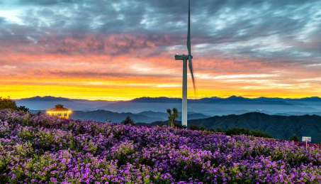 하늘과 맞닿은 곳에서, 아스타국화와 마주치다