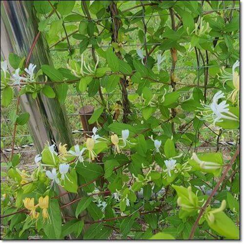 정원수로 가꾸는 인덩덩굴