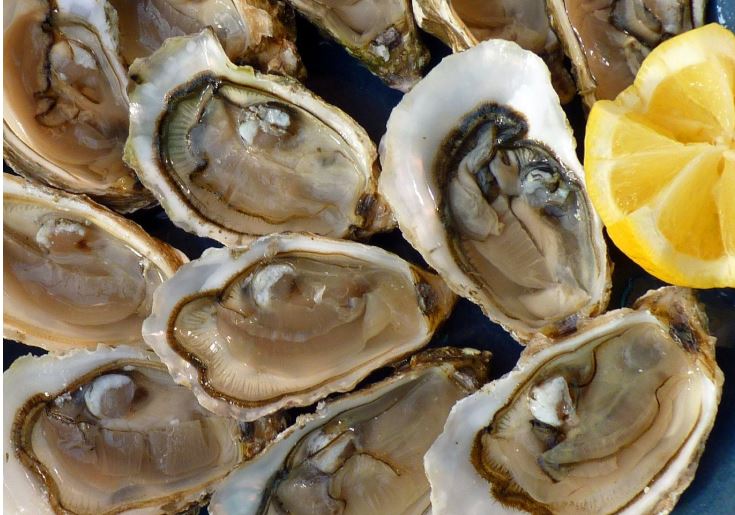 남해 vs 동해, 겨울 제철 해산물 비교 (굴, 방어, 대구)