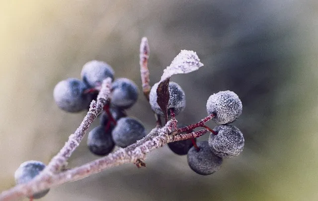 아로니아 효능 칼로리 권장섭취량_2