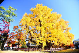 서울 가을단풍 명소 베스트 가을여행 추천